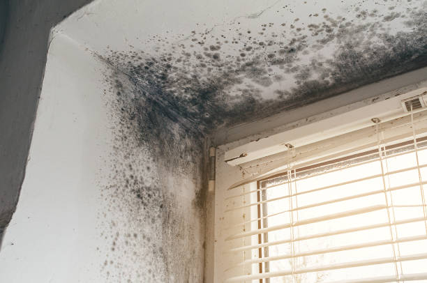Affordable Mold Inspection And Testing solutions in Burlington, MA